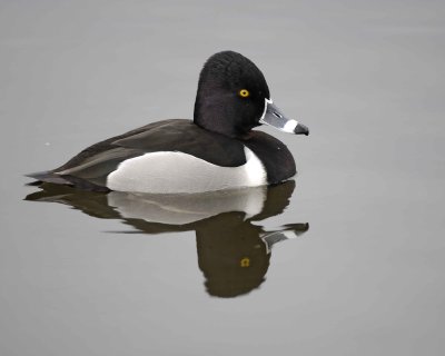 Duck, Ring-Necked, Drake-020310-Santee Lakes, CA-#0876.jpg