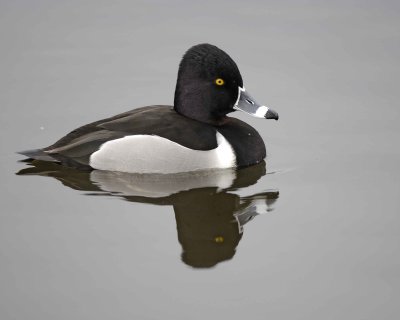 Duck, Ring-Necked, Drake-020310-Santee Lakes, CA-#0877.jpg