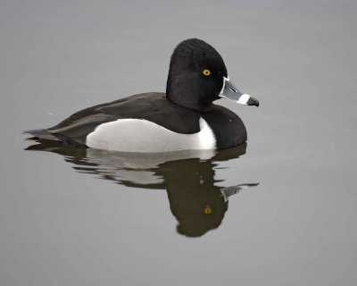 Duck, Ring-Necked, Drake-020310-Santee Lakes, CA-#0878.jpg