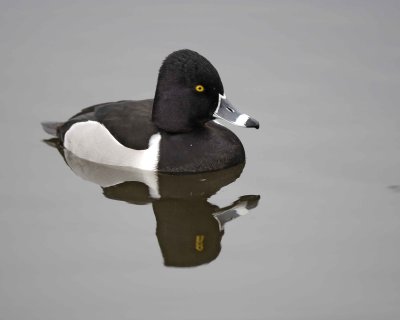 Duck, Ring-Necked, Drake-020310-Santee Lakes, CA-#0885.jpg