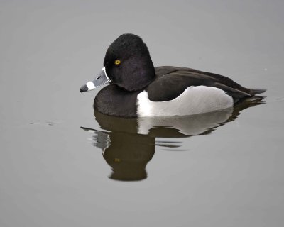 Duck, Ring-Necked, Drake-020310-Santee Lakes, CA-#0887.jpg