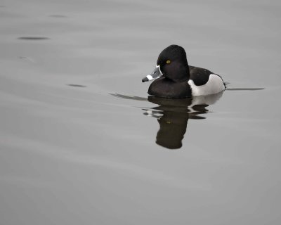 Duck, Ring-Necked, Drake-020310-Santee Lakes, CA-#0896.jpg