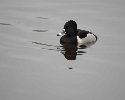 Duck, Ring-Necked, Drake-020310-Santee Lakes, CA-#0897.jpg