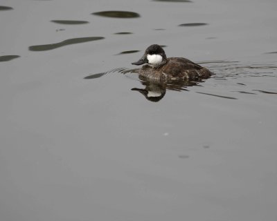 Duck, Ruddy, Drake-020310-Santee Lakes, CA-#0816.jpg