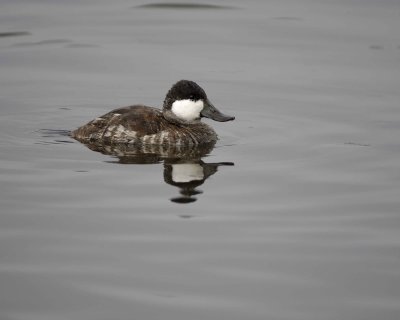 Duck, Ruddy, Drake-020310-Santee Lakes, CA-#0889.jpg