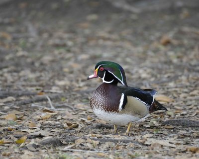 Duck, Wood, Drake-020310-Santee Lakes, CA-#0641.jpg