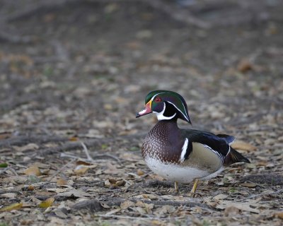 Duck, Wood, Drake-020310-Santee Lakes, CA-#0657.jpg