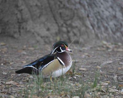 Duck, Wood, Drake-020310-Santee Lakes, CA-#0668.jpg
