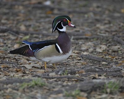 Duck, Wood, Drake-020310-Santee Lakes, CA-#0675.jpg