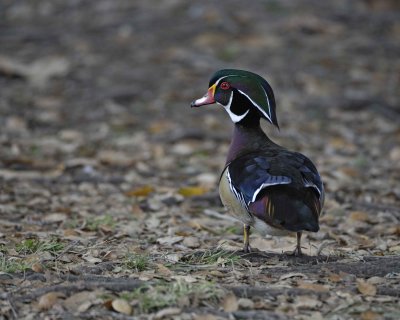 Duck, Wood, Drake-020310-Santee Lakes, CA-#0700.jpg