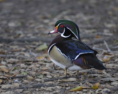 Duck, Wood, Drake-020310-Santee Lakes, CA-#0712.jpg
