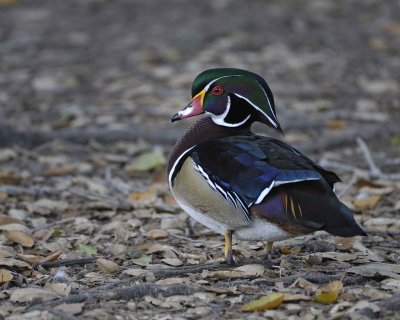 Duck, Wood, Drake-020310-Santee Lakes, CA-#0718.jpg