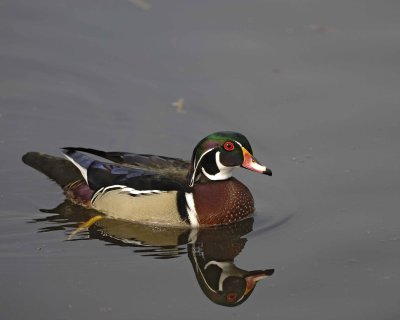 Duck, Wood, Drake-020310-Santee Lakes, CA-#0940.jpg