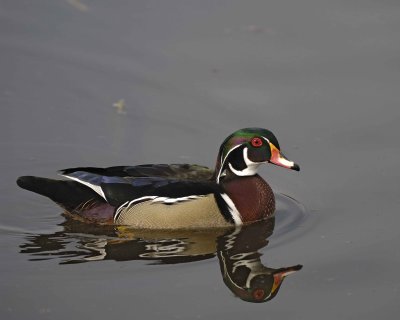 Duck, Wood, Drake-020310-Santee Lakes, CA-#0941.jpg