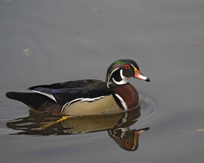 Duck, Wood, Drake-020310-Santee Lakes, CA-#0942.jpg