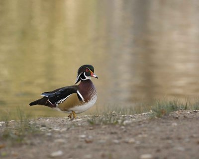 Duck, Wood, Drake-020310-Santee Lakes, CA-#1228.jpg