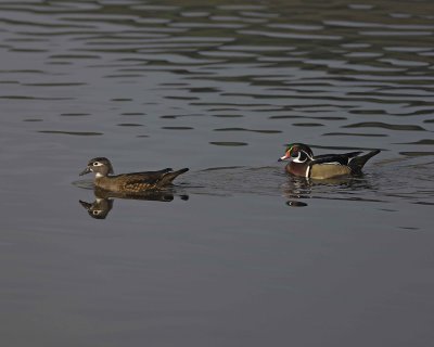 Duck, Wood, Hen & Drake-020310-Santee Lakes, CA-#0987.jpg