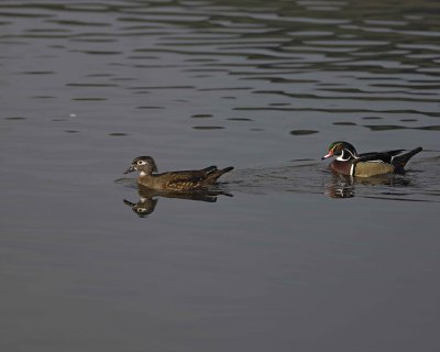 Duck, Wood, Hen & Drake-020310-Santee Lakes, CA-#0988.jpg