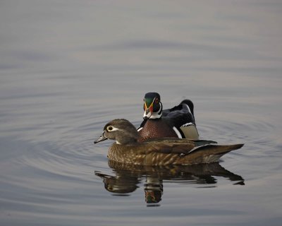Duck, Wood, Hen & Drake-020310-Santee Lakes, CA-#1030.jpg