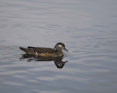 Duck, Wood, Hen-020310-Santee Lakes, CA-#1086.jpg
