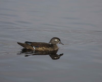 Duck, Wood, Hen-020310-Santee Lakes, CA-#1089.jpg