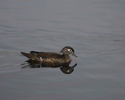 Gallery of Wood Duck