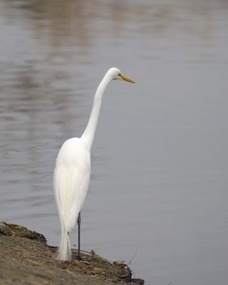 Egret, Great-020310-Santee Lakes, CA-#0913.jpg