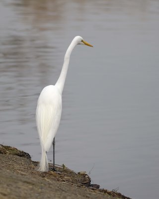 Egret, Great-020310-Santee Lakes, CA-#0916.jpg