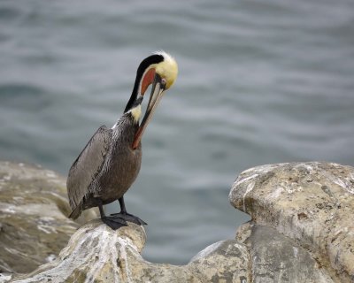 g3/40/624440/3/121877673.A2avpiIi.jpg