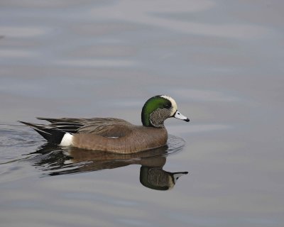Gallery of American Wigeon