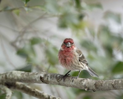 Finch, House, Male-022110-Oakton, VA-#0041.jpg