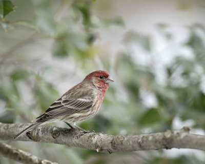 Finch, House, Male-022110-Oakton, VA-#0060.jpg