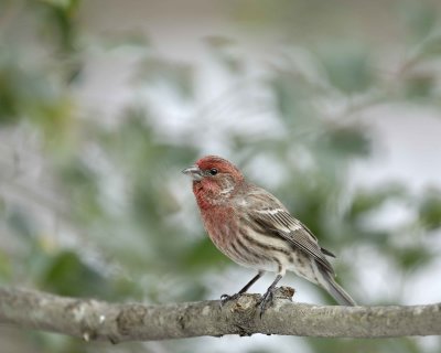 Finch, House, Male-022110-Oakton, VA-#0093.jpg