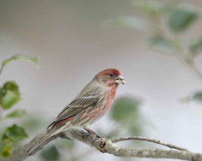 Finch, House, Male-022110-Oakton, VA-#0103.jpg