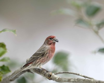 Gallery of House Finch