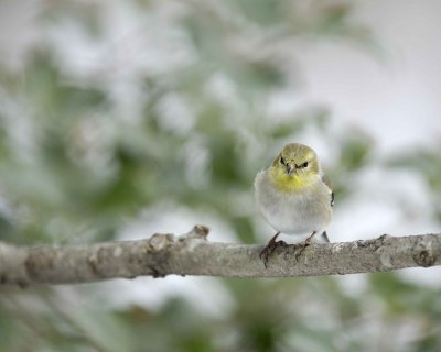 Goldfinch, American, Male, Winter Plumage-022110-Oakton, VA-#0063.jpg