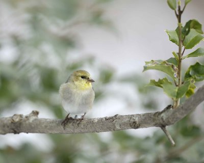 Goldfinch, American, Male, Winter Plumage-022110-Oakton, VA-#0073.jpg