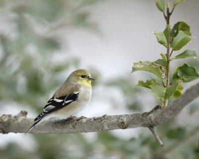 Goldfinch, American, Male, Winter Plumage-022110-Oakton, VA-#0075.jpg