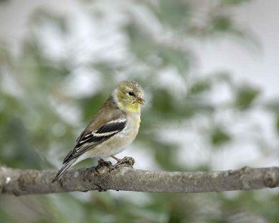 Goldfinch, American, Male, Winter Plumage-022110-Oakton, VA-#0083.jpg