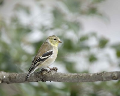 Goldfinch, American, Male, Winter Plumage-022110-Oakton, VA-#0090.jpg