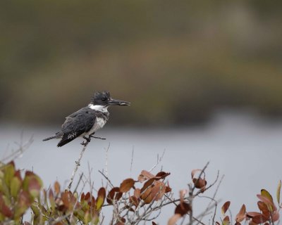 Gallery of Belted Kingfisher