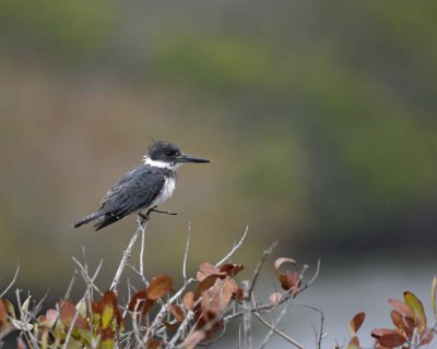 Kingfisher, Belted-022410-Black Point Wildlife Drive, Merritt Island NWR, FL-#0464.jpg