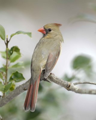 Cardinal, Northern, Female-022110-Oakton, VA-#0130.jpg