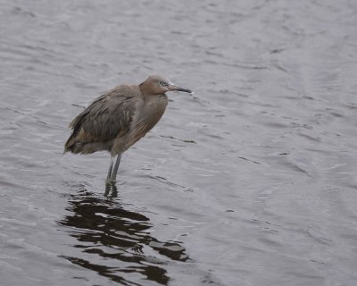 Heron, Little Blue-022410-Black Point Wildlife Drive, Merritt Island NWR, FL-#0234.jpg