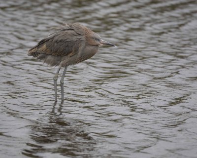 Heron, Little Blue-022410-Black Point Wildlife Drive, Merritt Island NWR, FL-#0255.jpg