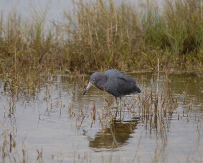 Heron, Little Blue-022410-Black Point Wildlife Drive, Merritt Island NWR, FL-#0539.jpg