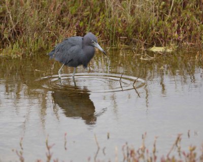 Heron, Little Blue-022410-Black Point Wildlife Drive, Merritt Island NWR, FL-#0567.jpg