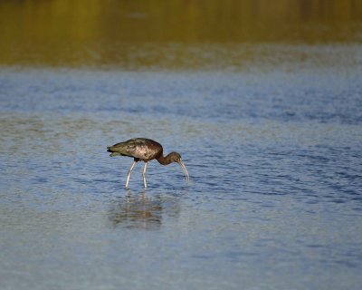 Ibis, Glossy, w shell-022310-Black Point Wildlife Drive, Merritt Island NWR, FL-#0002.jpg