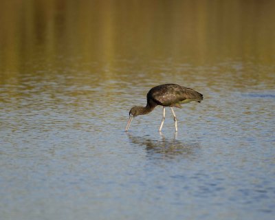 Ibis, Glossy-022310-Black Point Wildlife Drive, Merritt Island NWR, FL-#0012.jpg