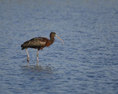 Ibis, Glossy-022310-Black Point Wildlife Drive, Merritt Island NWR, FL-#0058.jpg